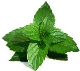 نعناع