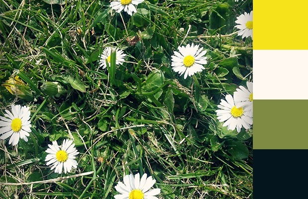 زهرة الأقحوان Daisy
