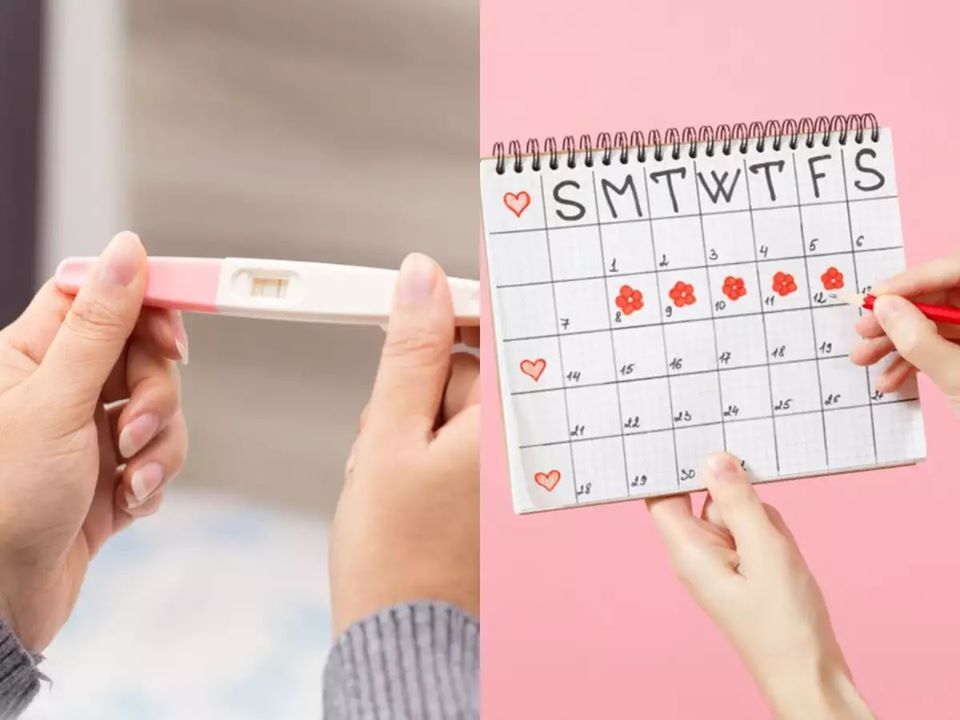 حقائق عن الدورة الشهرية 8