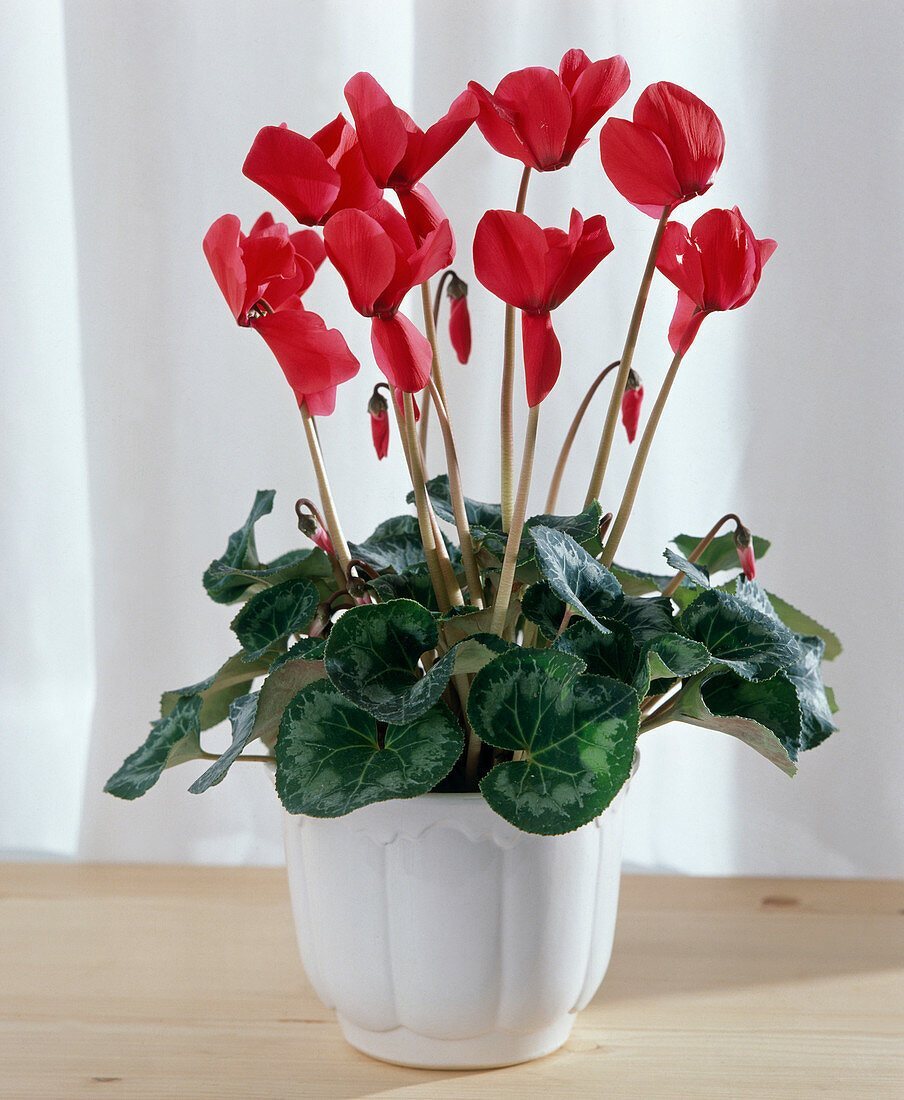 CYCLAMEN PERSICUM
